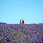 Sequim Gazette file photo by Matthew Nash/ Revisions to Clallam Countys code propose provisions for farms countywide, such as requiring guides for farm tours or clearly marked areas visitors can go. Retail stores are also proposed to be 1,000 square feet or less.