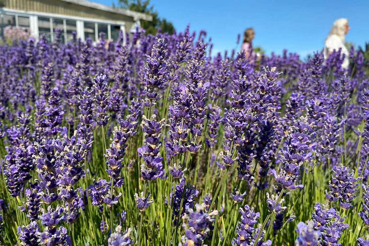 Sequim Gazette file photo by Michael Dashiell
Clallam County commissioners will soon consider regulations to area farms, such as Sequims lavender farms, that set sizes for retail stores and greenhouses, provisions for U-pick and farm tours, and many other agricultural accessory uses.