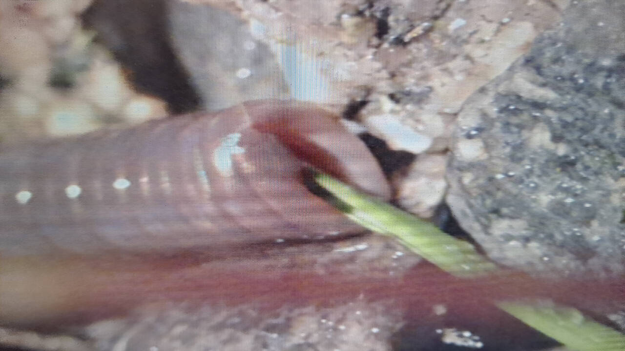 Photo by Brad Griffith / Wiggly, wonderful and vital to good soil, find out how nightcrawlers help gardens grow. Join gardener, photographer and inventor Brad Griffith for the Green Thumb Education Series presentation, Understanding Your Nightcrawlers: If Darwin Had Popsicle Sticks, set for noon-1 p.m. on Thursday, May 9, at St. Andrews Episcopal Church, 510 E. Park Ave., Port Angeles.