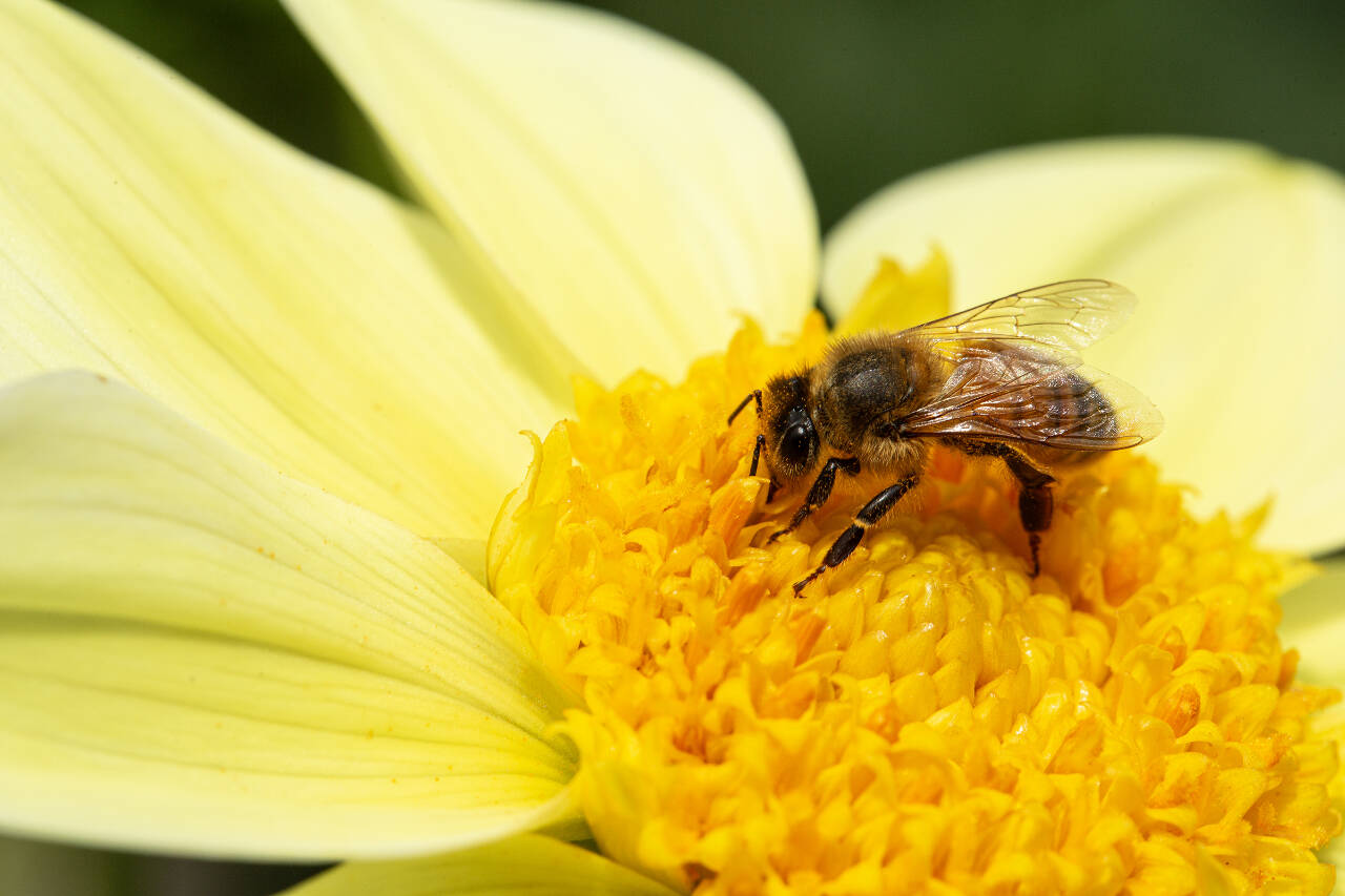 Photo by Robb Drake
With weather on the Olympic Peninsula warming up, its time to get planting, digging and in some cases, to harden off transplants to promote strong, healthy plants.