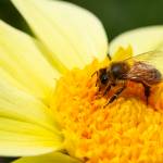 Photo by Robb Drake
With weather on the Olympic Peninsula warming up, its time to get planting, digging and in some cases, to harden off transplants to promote strong, healthy plants.