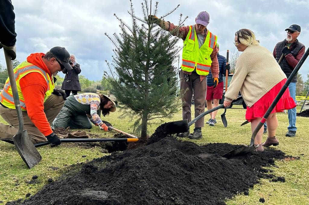 Sequim Gazette photo by Matthew Nash/ City staffer Kyle James steadies a tree for fellow staffers and city councilors Harmony Rutter and Rachel Anderson on Arbor Day.