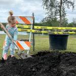 Sequim Gazette photo by Matthew Nash/ Isla Van Santen, 2, helps shovel dirt for a tree on Arbor Day. She was visiting with her family, including dad Chris Van Santen with N&I Semper Fi landscaping to go fishing in the Water Reuse Pond, and they opted to help with the city celebration planting five trees.