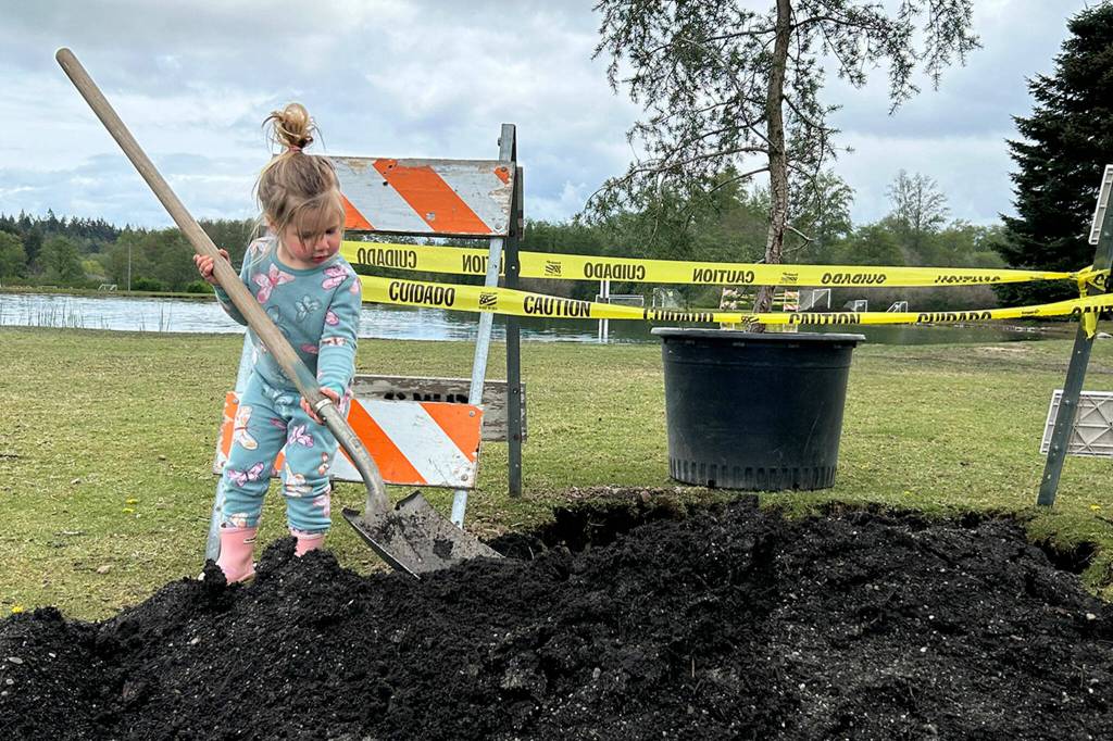 Sequim Gazette photo by Matthew Nash/ Isla Van Santen, 2, helps shovel dirt for a tree on Arbor Day. She was visiting with her family, including dad Chris Van Santen with N&I Semper Fi landscaping to go fishing in the Water Reuse Pond, and they opted to help with the city celebration planting five trees.