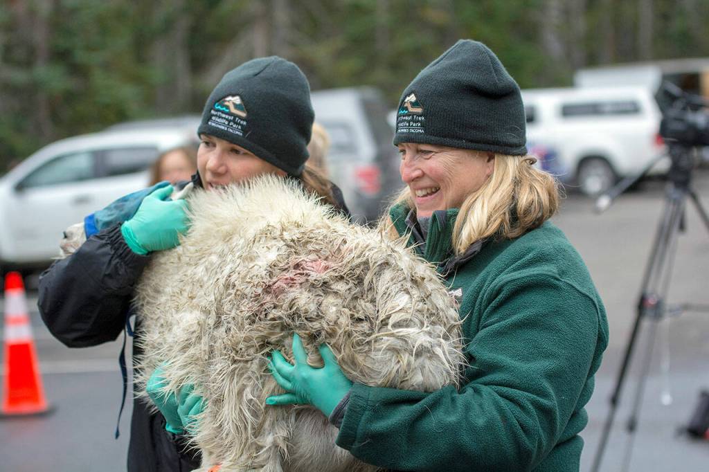 Northwest Trek Wildlife Park Veterinarian Dr. Alison Case carries a kid mountain goat to a crate to be shipped to the North Cascades with its mother in September 2018.