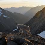 Photo by Caleb Hutton/The Herald / A mountain goats in the North Cascades east of Marblemount in August 2017.