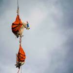 File photo by Jesse Major/Olympic Peninsula News Group / Two blind-folded mountain goats dangle from a helicopter in Olympic National Park as they await processing in 2018.