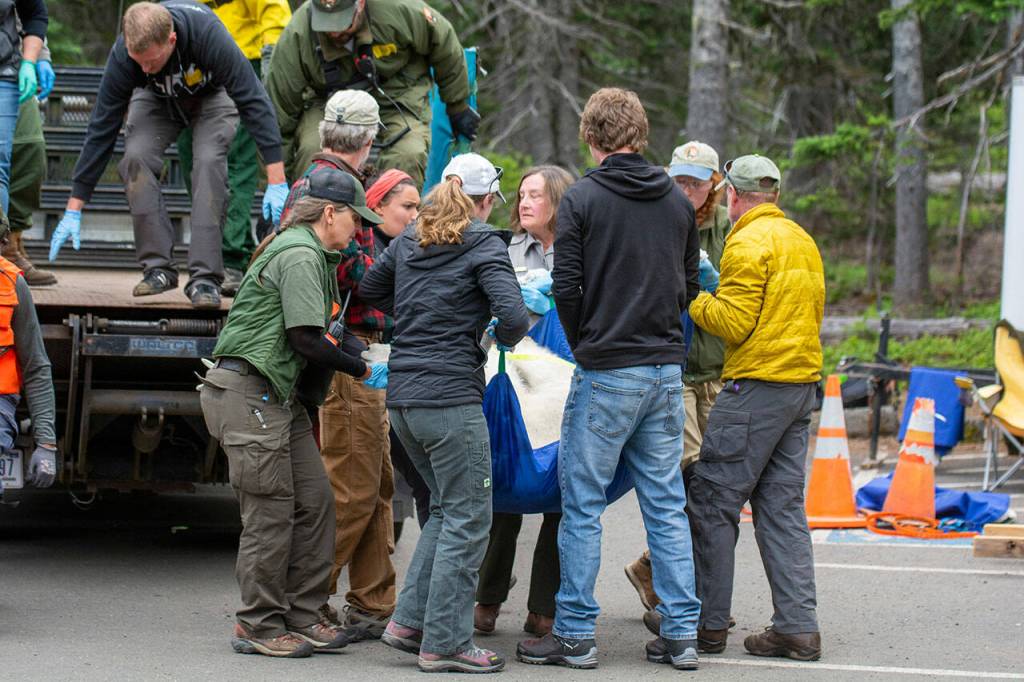File photo by Jesse Major/Olympic Peninsula News Group / Crews carry a mountain goat in Olympic National Park in 2019.