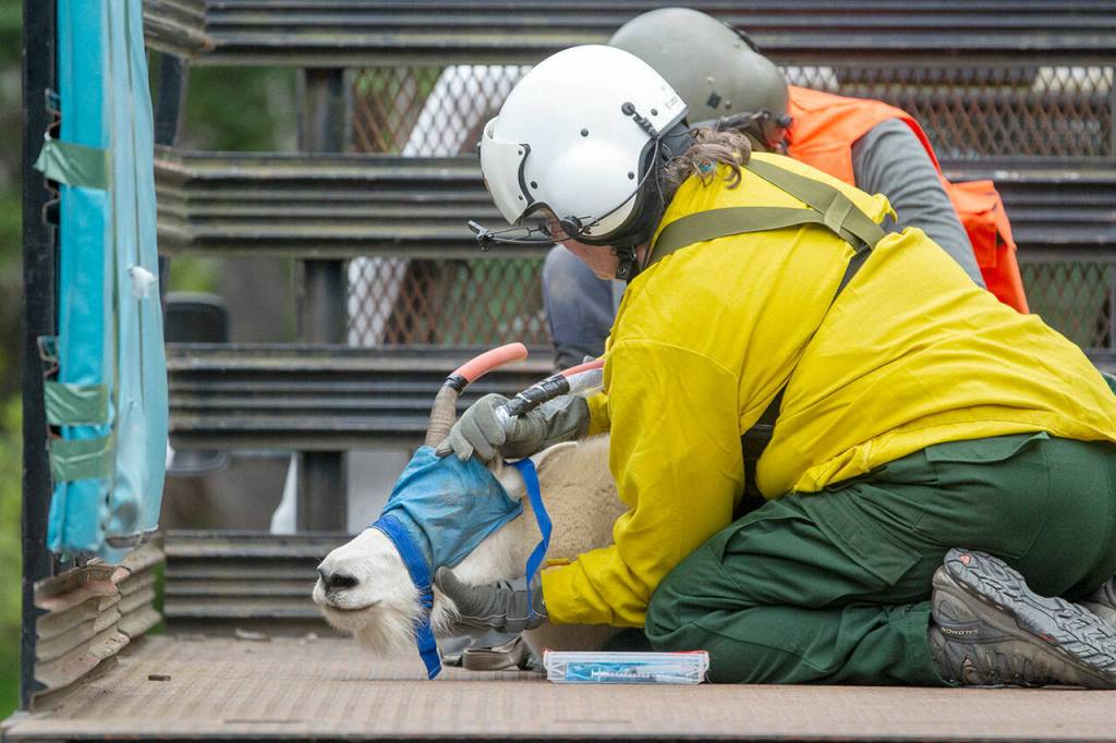 File photos by Jesse Major/Olympic Peninsula News Group
Patti Happe, Olympic National Park wildlife branch chief, holds down a goat in the back of a truck in 2019.