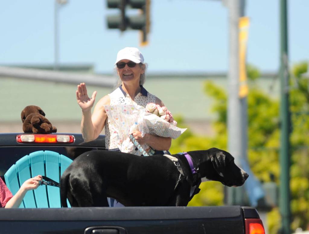 Sequim Gazette photo by Michael Dashiell 
Dr. Linda Allen waves hello to the Sequim Irrigation Festival Grand Parade crowd Saturday afternoon. Allen, the parades Grand Marshal, is joined by Casey the Great Dane, a canine rescued by Welfare for Animals Guild volunteers and Allen after suffering a gunshot wound to the head.