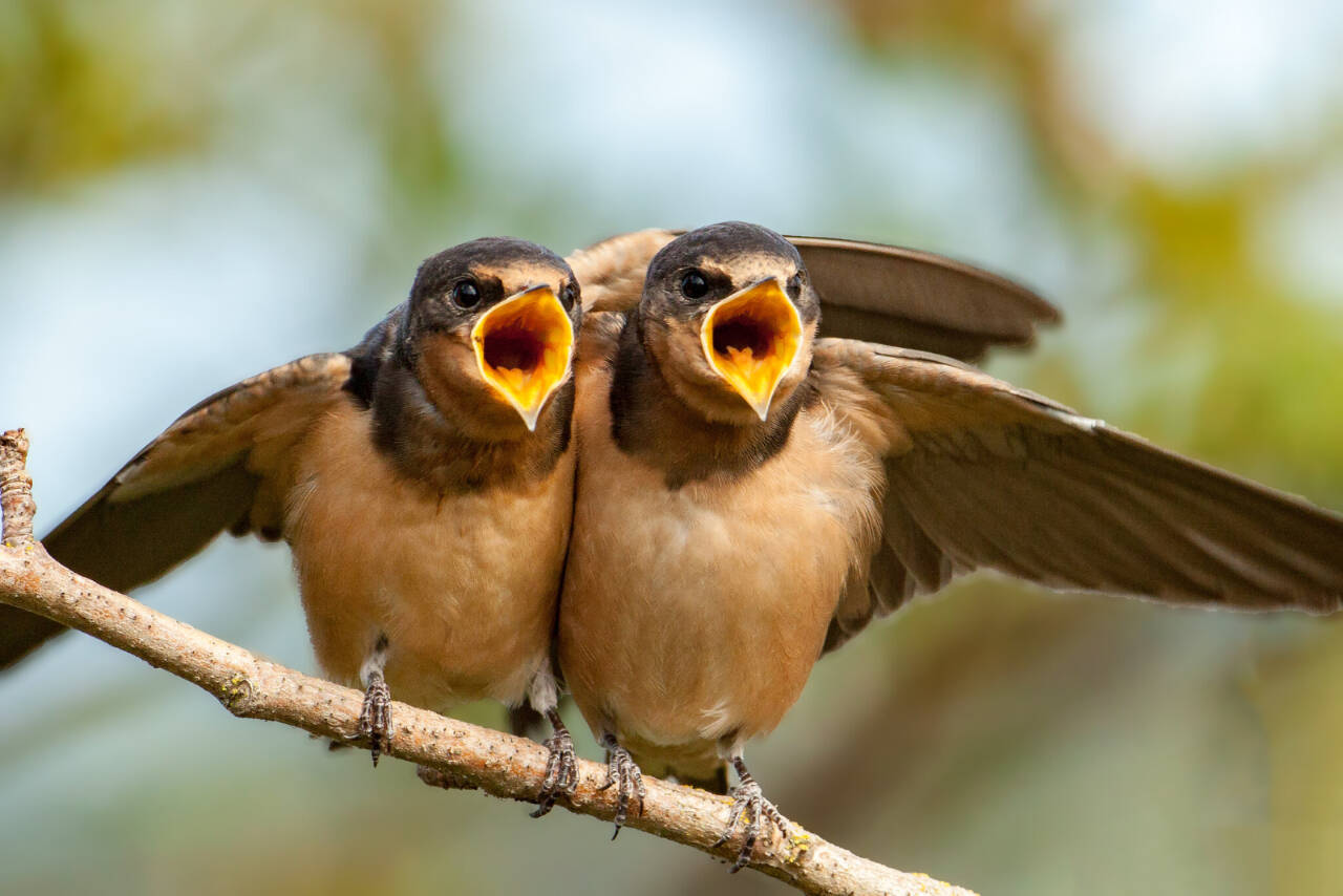 Photo by Mick Thompson
Learn about the roles parent birds play in protecting, feeding and leading their offspring at the next Backyard Birding series event, slated for June 1 at the Dungeness River Nature Center. Pictured are barn swallows.