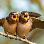 Photo by Mick Thompson
Learn about the roles parent birds play in protecting, feeding and leading their offspring at the next Backyard Birding series event, slated for June 1 at the Dungeness River Nature Center. Pictured are barn swallows.