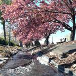 Sequim Gazette photo by Matthew Nash/ This portion of original irrigation ditch along Hendrickson Road by Sequim Middle School will remain untouched, said Gary Smith, a board member of the Sequim Prairie Tri-Irrigation Ditch Association. A plan to pipe about 10,200 feet of Sequims original irrigation ditch is on hold until SPTIA leaders can prove to Clallam Conservation District that its board has been reestablished and the project can proceed.
