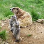 FIle photo by Susan Hamman 
A marmot family  with seven youngsters in all  are spotted at Hurricane Hill in 2022.