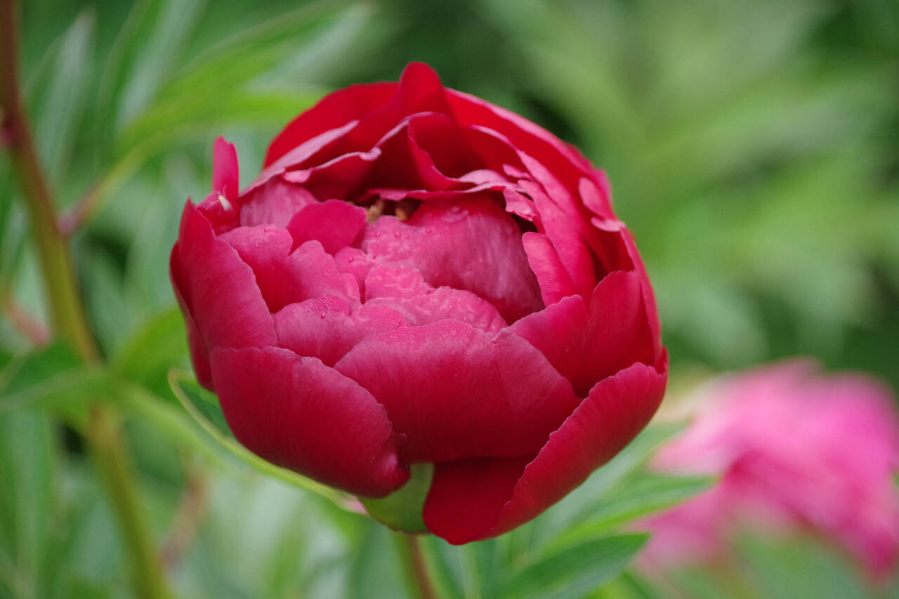 Photo by Leslie A. Wright / Learn about peony growing and care at the Sequim Botanical Garden Societys next Work to Learn Party on May 25. Pictured is a Walter Mains peony.