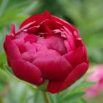 Photo by Leslie A. Wright / Learn about peony growing and care at the Sequim Botanical Garden Societys next Work to Learn Party on May 25. Pictured is a Walter Mains peony.