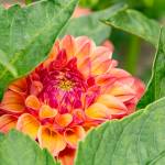 Photo by Rob Drake
Prep your garden for warmer days as the North Olympic Peninsula heads into the late spring and early summer seasons.