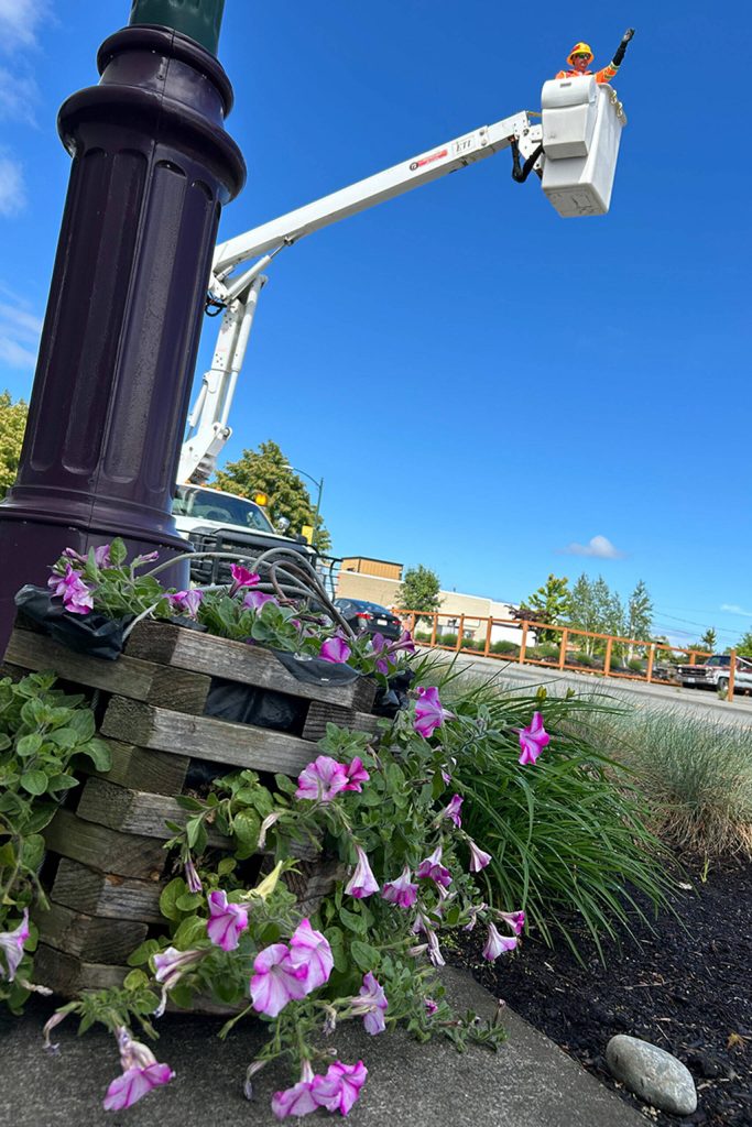 Sequim Gazette photo by Matthew Nash/ Jake Vanderwaal, a maintenance worker with the City of Sequim, moves his bucket to a flower basket on May 22 so he can place it on a light pole near the Sequim VFW.