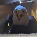 Photo courtesy Annie Espinoza 
An eagle nicknamed Abe was rescued from the Agnew area by friends Annie Espinoza and Kate Burks on May 10 after they discovered it injured. They safely boxed him up, and he was later transported to Port Townsend for rehabilitation.