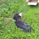 Photo courtesy Annie Espinoza/ Abe the eagle was safely boxed up and transported to Discovery Bay Wild Bird Rescue for rehabilitation on May 10-11. Kate Burks got him into the box that Annie Espinoza held near McDonald Creek. The friends were on a hike when they found the injured eagle.