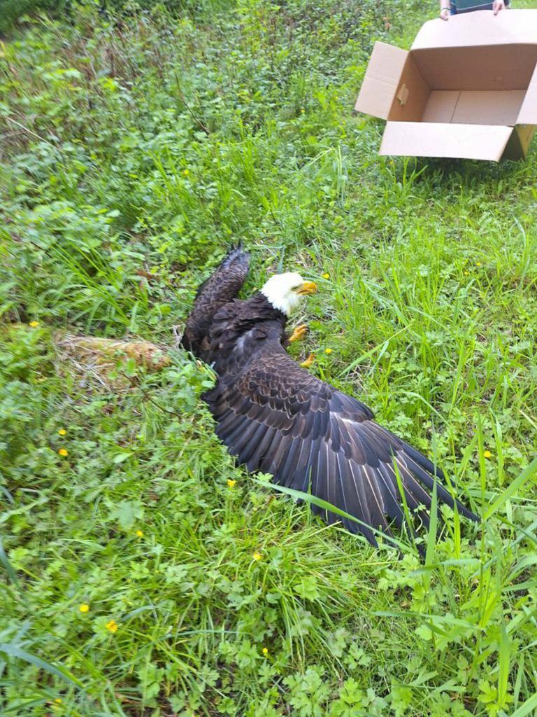 Photo courtesy Annie Espinoza/ Abe the eagle was safely boxed up and transported to Discovery Bay Wild Bird Rescue for rehabilitation on May 10-11. Kate Burks got him into the box that Annie Espinoza held near McDonald Creek. The friends were on a hike when they found the injured eagle.