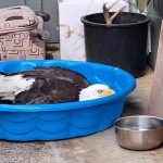 Photo courtesy Annie Espinoza/ Until he could be transported to Discovery Bay Wild Bird Rescue for rehabilitation, Abe the eagle was placed in a secured area of Annie Espinozas home overnight. He just kept quiet, Espinoza said. The only thing it did, it had its mouth open and was wiggling its tongue at us.