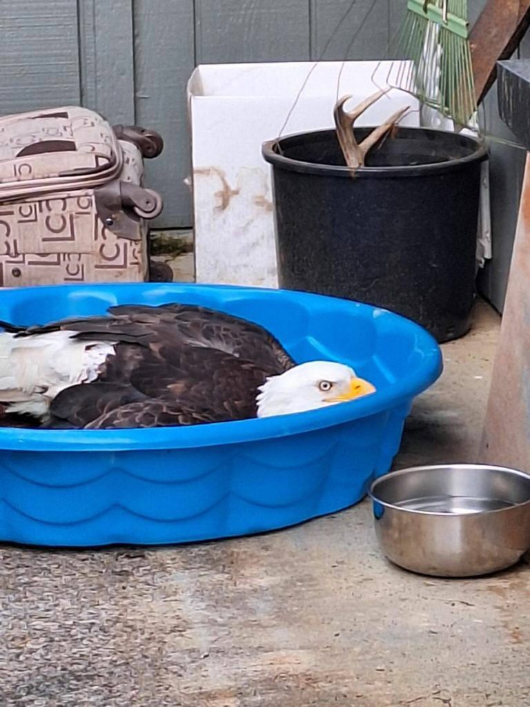 Photo courtesy Annie Espinoza/ Until he could be transported to Discovery Bay Wild Bird Rescue for rehabilitation, Abe the eagle was placed in a secured area of Annie Espinozas home overnight. He just kept quiet, Espinoza said. The only thing it did, it had its mouth open and was wiggling its tongue at us.