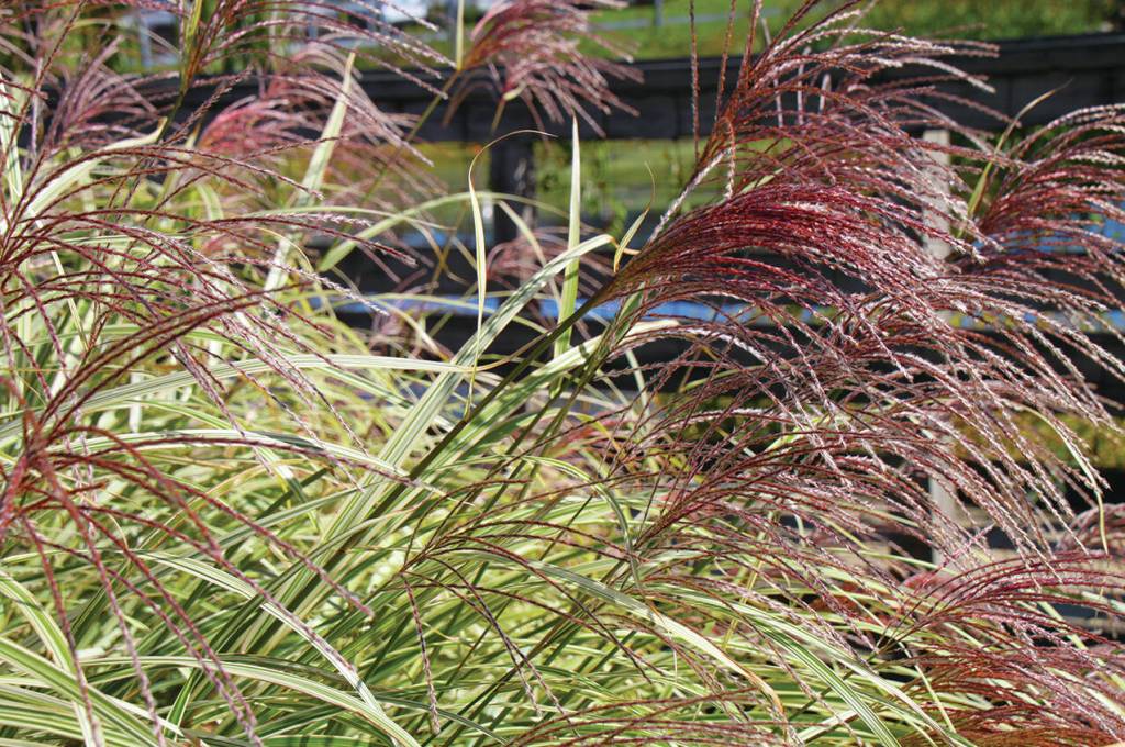 Photo by Metro Creative Connections
With a state-wide drought notice in effect, consider drought-resistant plants for your yard.