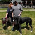 Photo courtesy of Welfare for Animals Guild / Casey the Great Dane is welcomed by his new family after bing adopted earlier this spring.