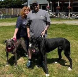Photo courtesy of Welfare for Animals Guild / Casey the Great Dane is welcomed by his new family after bing adopted earlier this spring.