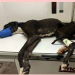 Photo courtesy of Welfare for Animals Guild / An emaciated Casey the Great Dane gets treatment for severe dehydration and gunshot wounds that led to a broken jaw in February.