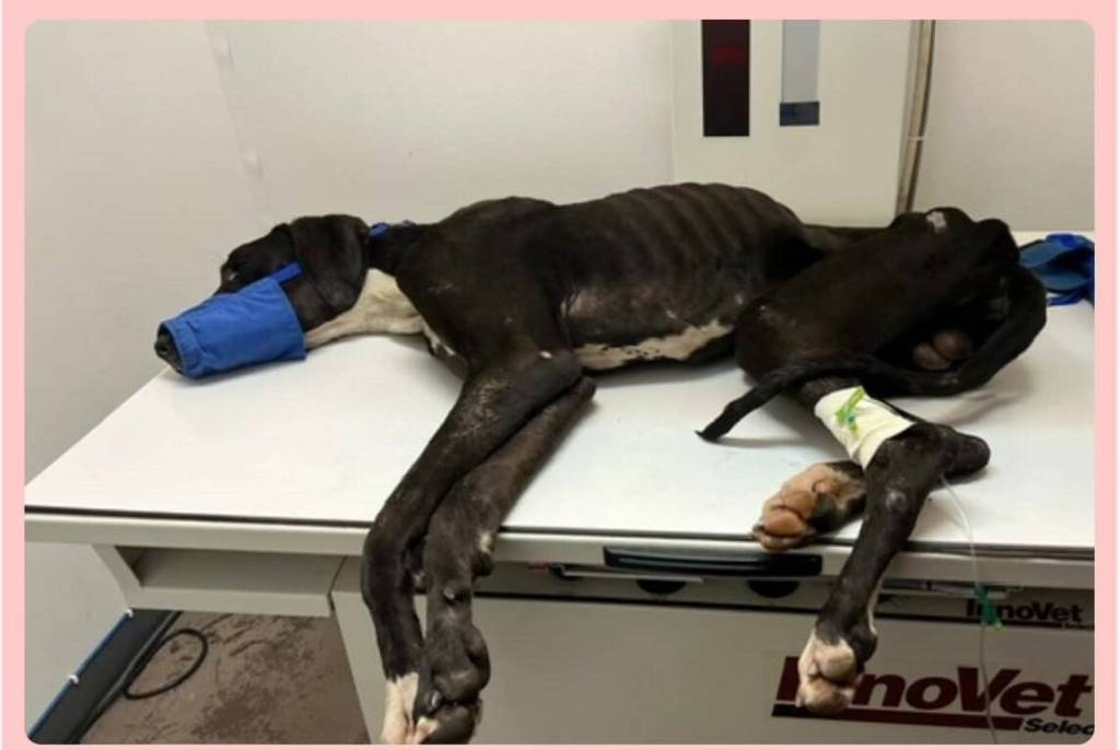 Photo courtesy of Welfare for Animals Guild / An emaciated Casey the Great Dane gets treatment for severe dehydration and gunshot wounds that led to a broken jaw in February.