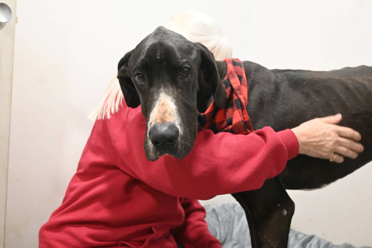 Sequim Gazette file photo by Michael Dashiell / Barb Brabant, Welfare For Animals Guild (WAG) president, looks over Casey, an estimated 18-month-old Great Dane with severe injuries, at the WAG Half Way Home Ranch in Sequim in February.