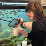 Sequim High Schooler Miles Bujanda prepares a fry salmon to give to a Sequim Middle School sixth grader to release in the Dungeness River. Bujanda was one of many high schoolers to volunteer for four field trips.