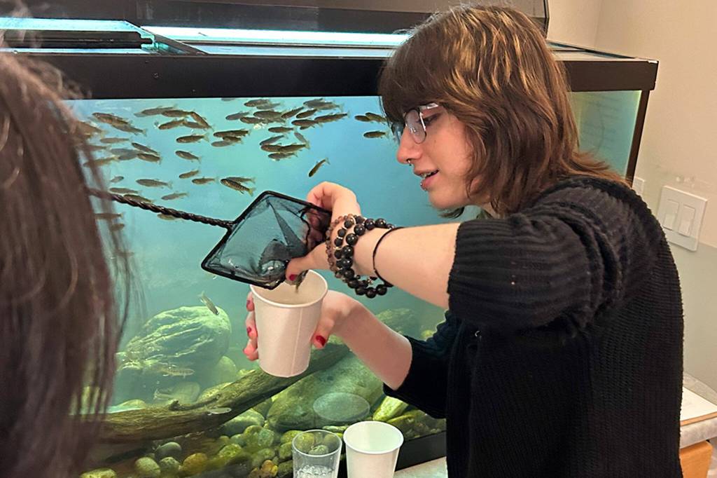 Sequim High Schooler Miles Bujanda prepares a fry salmon to give to a Sequim Middle School sixth grader to release in the Dungeness River. Bujanda was one of many high schoolers to volunteer for four field trips.