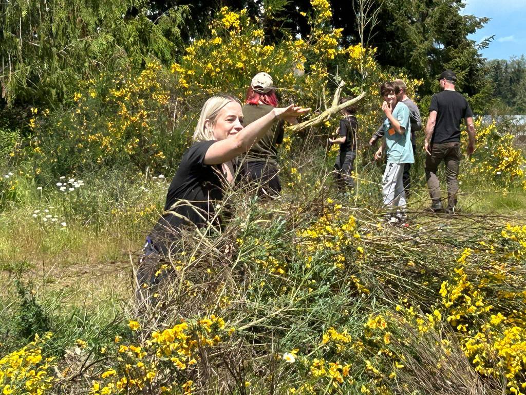 Sequim Gazette photo by Matthew Nash/ Sequim Middle School science teacher Sara Turner throws some scotch broom into a pile that she, sixth graders and other volunteers cut during a field trip.