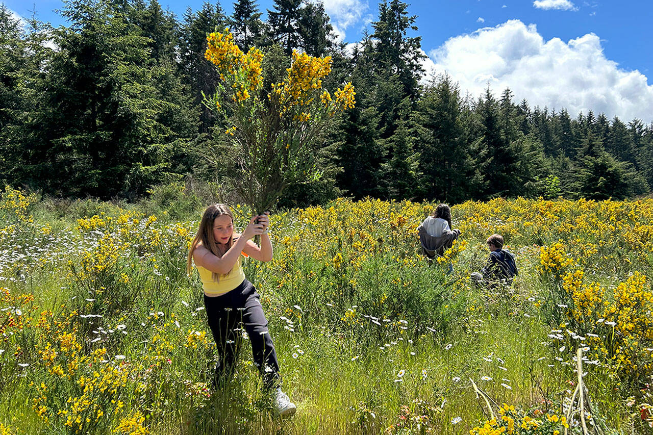 Sequim Gazette photo by Matthew Nash/ Olivia Thompson removes some scotch broom from property near the Olympic Discovery Trail during a field trip for Sequim Middle School sixth grade science classes. Students learned about invasive species, salmons life cycles, and more.