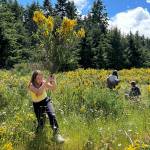 Sequim Gazette photo by Matthew Nash/ Olivia Thompson removes some scotch broom from property near the Olympic Discovery Trail during a field trip for Sequim Middle School sixth grade science classes. Students learned about invasive species, salmons life cycles, and more.