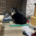 Sequim Gazette photo by Matthew Nash/ Josie the cat is one of about 50 cats available at Kitty City after it reopened for walk-adoptions.