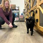 Sequim Gazette photo by Matthew Nash
Mac the cat explores some freedom during a tour of Kitty City as Liv Carlson, a kennel technician, watches him.