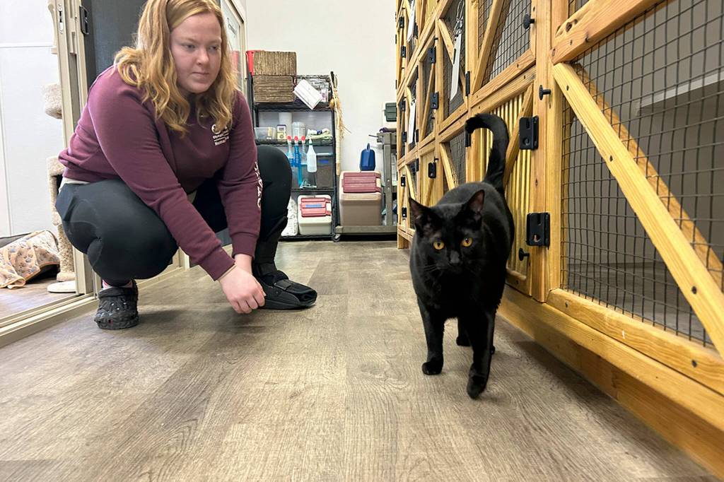 Sequim Gazette photo by Matthew Nash
Mac the cat explores some freedom during a tour of Kitty City as Liv Carlson, a kennel technician, watches him.