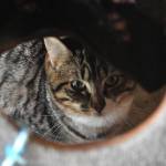Sequim Gazette photo by Matthew Nash
Kitty City and the Bark House, owned and operated by the Olympic Peninsula Humane Society recently reopened to walk-in adoptions after being by appointment only.