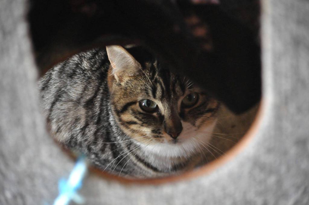 Sequim Gazette photo by Matthew Nash
Kitty City and the Bark House, owned and operated by the Olympic Peninsula Humane Society recently reopened to walk-in adoptions after being by appointment only.