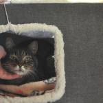 Sequim Gazette photo by Matthew Nash/ Kitty City and the Bark House, owned and operated by the Olympic Peninsula Humane Society recently reopened to walk-in adoptions after being by appointment only. Cats like Squeak are one of about 50 available as of press time.