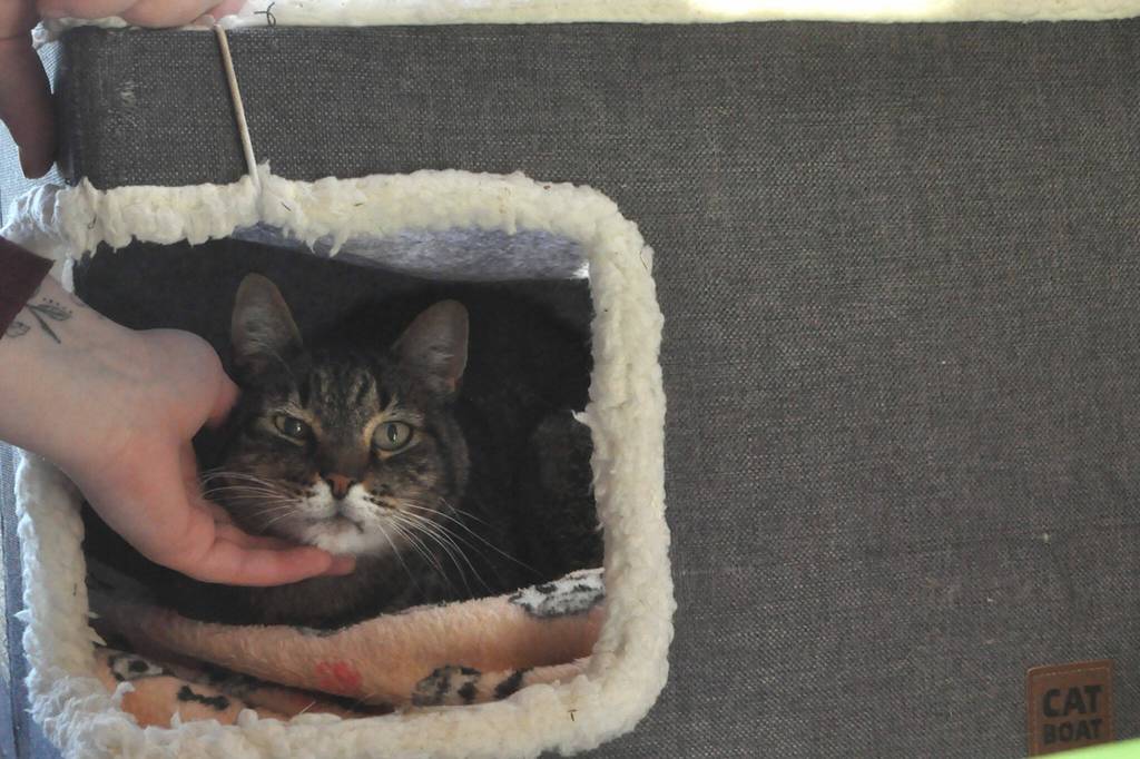 Sequim Gazette photo by Matthew Nash/ Kitty City and the Bark House, owned and operated by the Olympic Peninsula Humane Society recently reopened to walk-in adoptions after being by appointment only. Cats like Squeak are one of about 50 available as of press time.