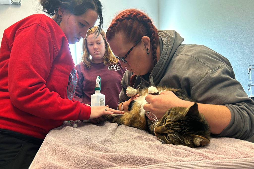 Britt Walker, vet services manager, on left, and Red Parsons, Kitty City assistant manager, test Tucker the cat for feline immunodeficiency virus on May 30 as Liv Carlson, a kennel technician, watches. Walker said its one of the many things they screen pets for at Olympic Peninsula Humane Societys facilities.
