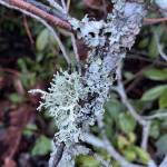 Photo by Muriel Nesbit 
Learn more about lichens from Master Gardener Muriel Nesbitt at the next Green Thumb Education Series presentation, Lichens: They Are Not What You Thought They Were, on June 13 in Port Angeles or online.