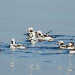 Photos COURTESY OF Bob Boekelheide
Learn about long-tailed ducks and other diving birds from Bob Boekelheide at the next Olympic Peninsula Audubon Society gathering on June 19 at the Dungeness River Nature Center.