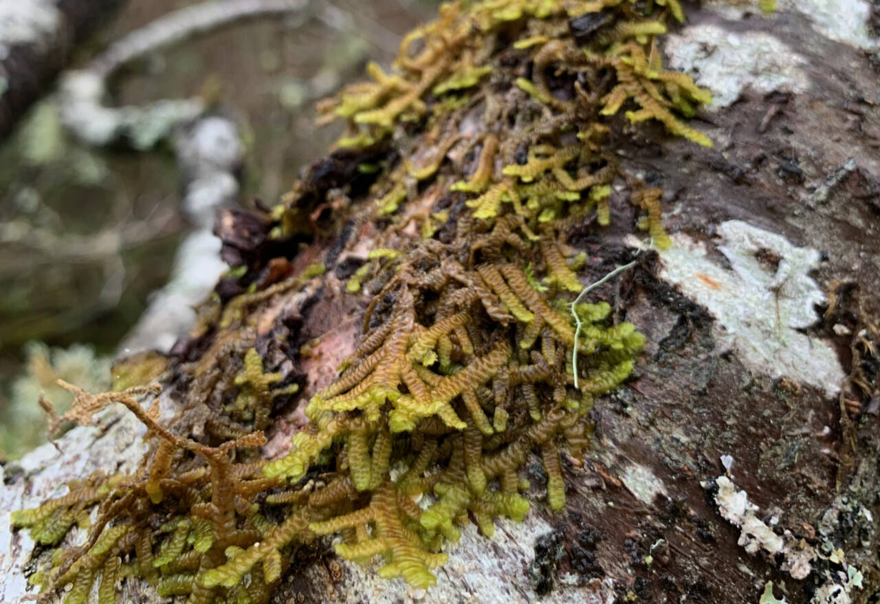 Photo by Barbara Blackie/TreeRuffle / Join natural science educator Barbara Blackie for the Green Thumb Education Series presentation, Small but Beautiful: Bryophyte Ecology and Diversity, from noon-1 p.m. on Thursday, June 27, at St. Andrews Episcopal Church, 510 E. Park Ave.