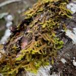 Photo by Barbara Blackie/TreeRuffle / Join natural science educator Barbara Blackie for the Green Thumb Education Series presentation, Small but Beautiful: Bryophyte Ecology and Diversity, from noon-1 p.m. on Thursday, June 27, at St. Andrews Episcopal Church, 510 E. Park Ave.